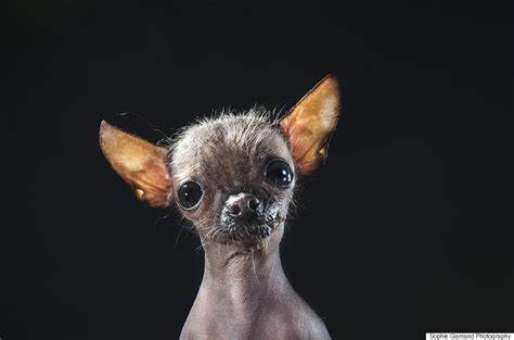 Hairless Dogs Photo Series Brings Attention To Ethical Breeding