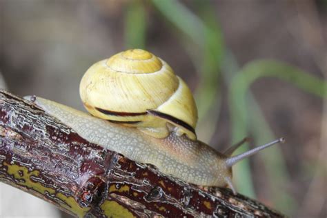 English garden snail in english. Cepaea nemoralis