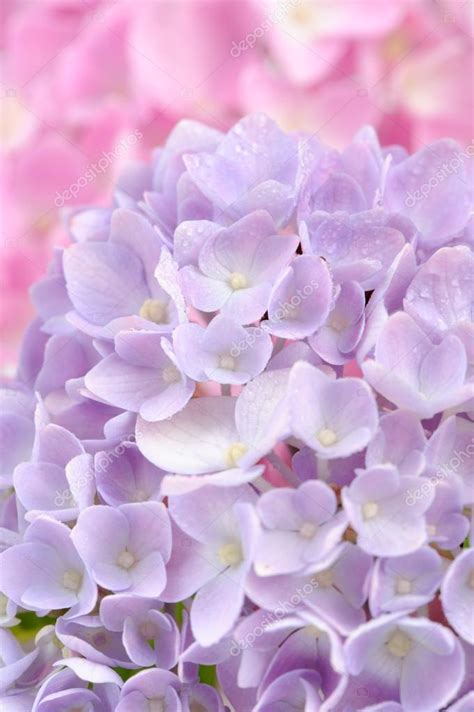 Beautiful Purple Hydrangea Flowers — Stock Photo © Diuture 29010069