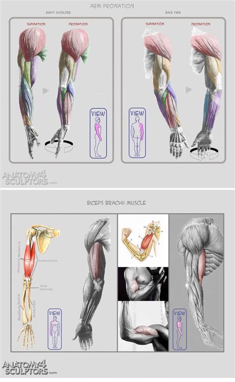 Arm Anatomy Muscle Anatomy Anatomy Study Anatomy Art