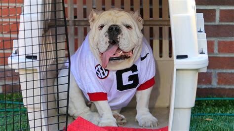 Peta Slams Georgia For Old Fashioned Use Of Live Bulldog Mascot After