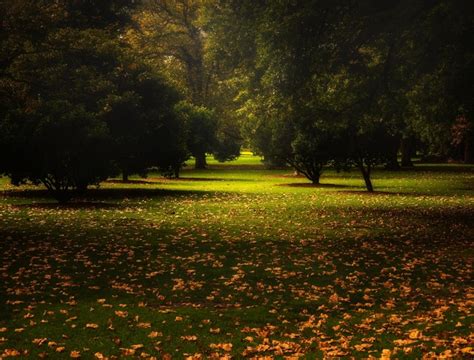 4555722 Australia Calm Landscape Park Trees Nature Fall Leaves