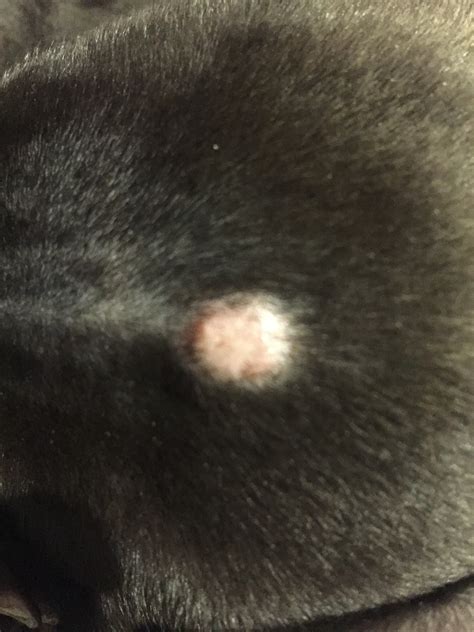 My Dog Is 9 Weeks Old And Has A Small Bump On Her Head Is Not