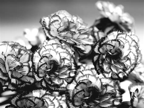 Carnations In Black And White Photograph By Theresa Campbell Fine Art