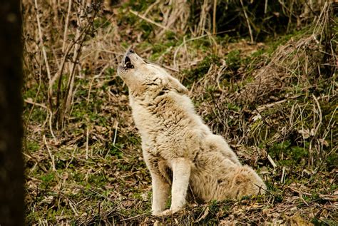 Wolf Howling In The Forest · Free Stock Photo