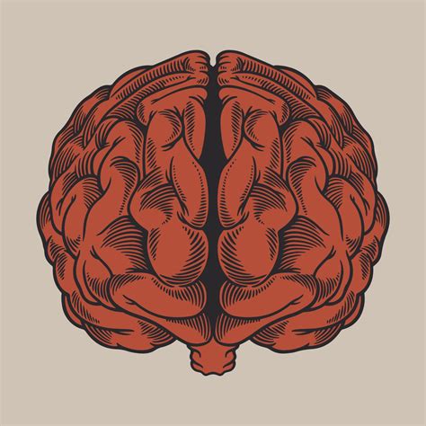 Vintage Engraving Drawing Human Brain In Front Of View 3126188 Vector