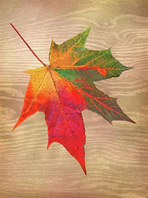 Single Leaf Shades Of Autumn Photograph By Gill Billington Pixels