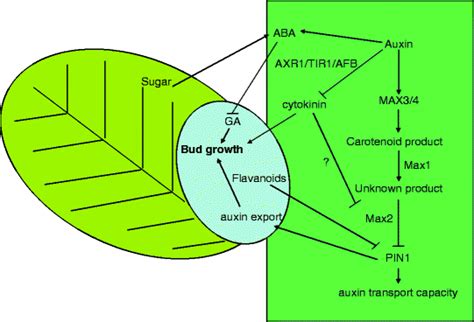 Bud Dormancy And Growth Springerlink