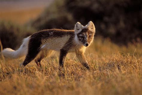 Arctic Fox In Tundra Grasses Arctic Photograph By Steven J Kazlowski