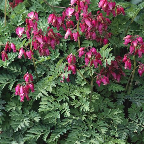Dicentra Seeds Fringed Bleeding Heart Dicentra Eximia Flower Seeds