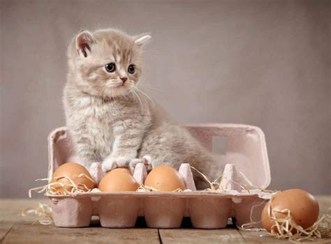 Eggplants belong to the nightshade family. Can Cats Eat Eggs? What Are The Benefits And Precautions?