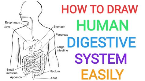 How To Draw Human Digestive System Well Labelled Diagram Digestion