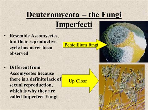 Ascomycota – Cup Fungi Life Cycle