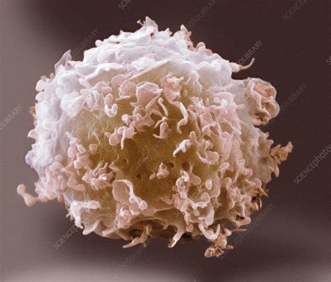 Monocyte White Blood Cell Sem Stock Image C0215393 Science