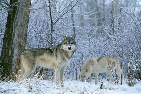 Seven Dog Winter: Idaho Wolves Deserve Conversation Not Eradication