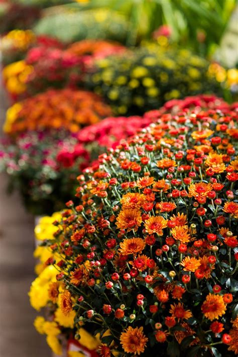 25 Fall Flowers Thatll Spruce Up Your Garden This Autumn Potted Mums