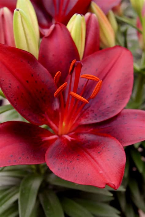 Buy Tiny Comfort Asiatic Lily Free Shipping Wilson Bros Gardens 1