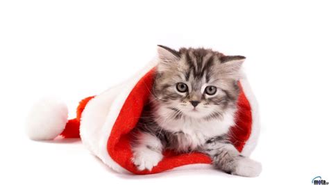 Cat Wallpaper For Desktop 63 Pictures Wallpaperset