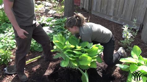 Click on the split button to finalize the operation. How to Split Hosta Perennials - Mickman Brothers Garden ...