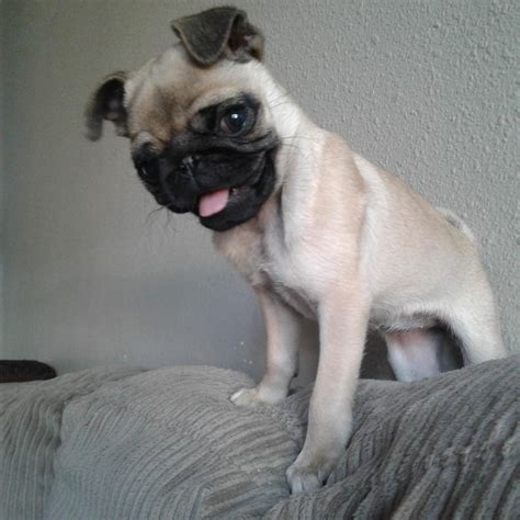 A Small Pug Dog Sitting On Top Of A Bed With Its Tongue Out And Looking