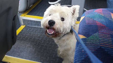 Smile Onboard 284 Sn03 Yce On Route R3 20th August 2014 Flickr