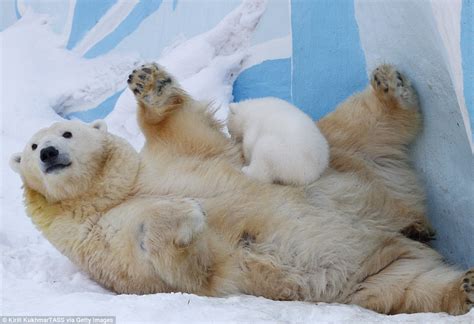 Polar Bear Cub Shila Charms Onlookers Playing With Her Mother At A