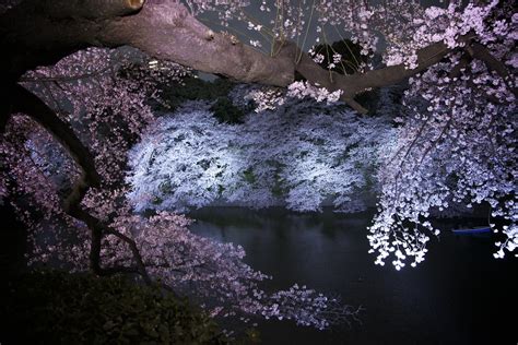 Cherry Blossom At Night Chidorigafuchi Tokyo Flickr