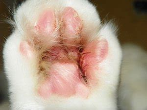 Feline plasmacytic pododermatitis is an uncommon disease affecting either the metacarpal or affected cats may be fiv positive. Why Are My Cat's Paws Sore and Swollen? - Paws and Effect