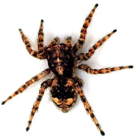 10 Creepy Crazy Spider Facts Animals Blog