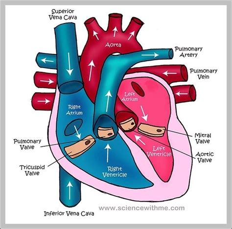 Parts Of The Heart Graph Diagram