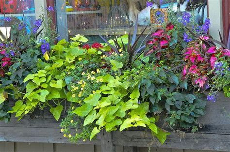 Nothing else would do well in those window boxes, but we. Flowering Window Box Ideas That Work for Sunny Gardens