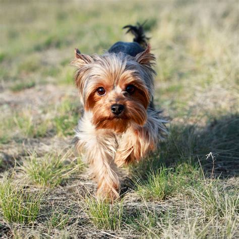 The 3 Most Low Maintenance Dog Breeds Good Housekeeping