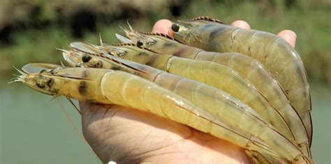 The Indian State Setting A High Bar For Shrimp Production Intrafish