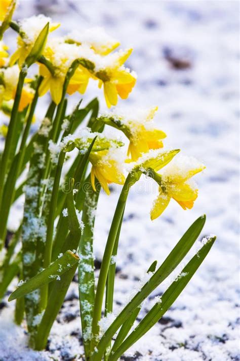 Daffodil Blooming Through The Snow Stock Image Image Of