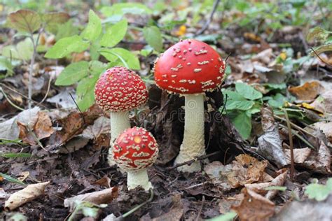 Forest Poisonous Non Edible Mushroom Amanita Stock Image Image Of