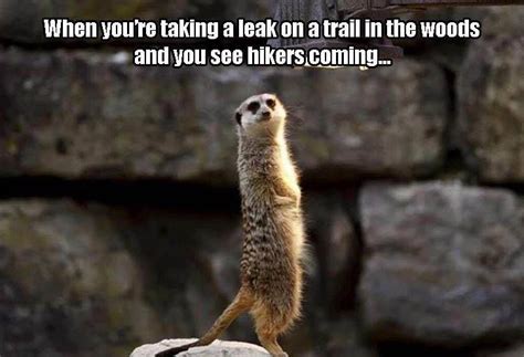 Meerkat In The Look Out Funny Pictures Funny Funny Animal Memes
