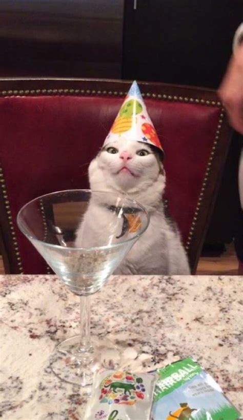 Friends Cat Celebrating His 1st Birthdaytruly Beautiful Aww