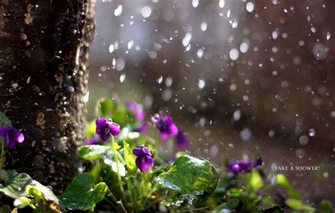 Wallpaper Flowers Nature Rain Images For Desktop Section природа