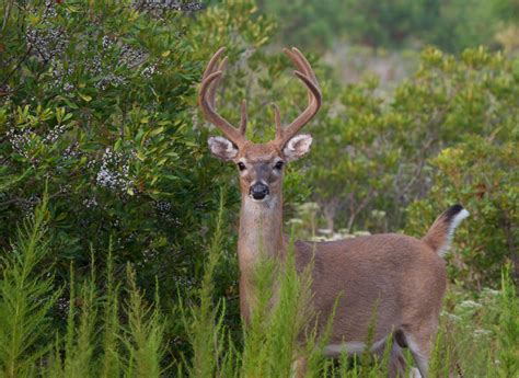 Maryland Biodiversity Project White Tailed Deer Odocoileus Virginianus