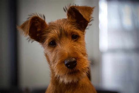 Irish Terrier Dog Breeds Facts Advice And Pictures Mypetzilla Uk