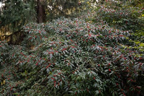 Winterberry Holly Plant Care And Growing Guide