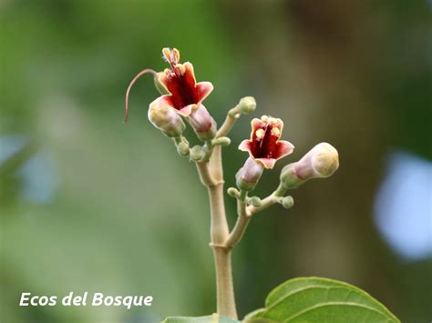 Trichanthera Gigantea Ecos Del Bosque