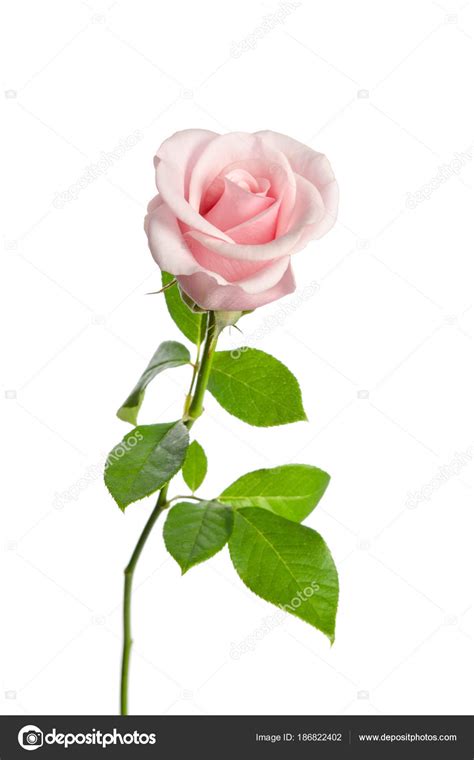 Beautiful Single Pink Rose Isolated On White Background — Stock Photo
