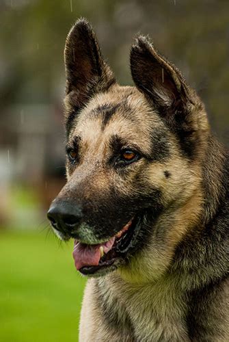 Kopper Austin German Shepherd Dog Rescue