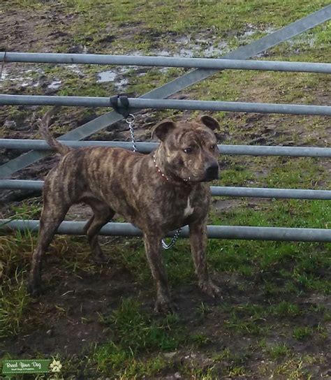 Stud Dog - young male staff 11 months old light brindle with a ...