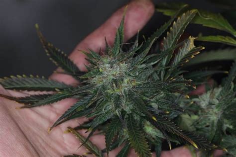 Cannabis Stages Of Flowering Beginner Grow Guide