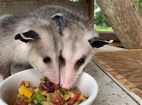 What food do opossums like? Shelter Helps Opossums, Other Wildlife | Coastal Review Online