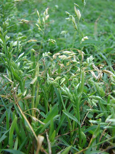 Annual Bluegrass Poa Annua Teed And Brown