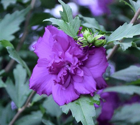 Cottage Farms Blueberry Smoothie Rose Of Sharon Tree —