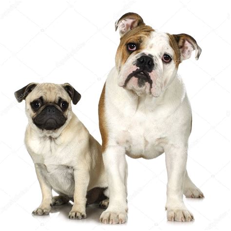 Bulldog Inglés Y Un Pug Fotografía De Stock © Lifeonwhite 10867558